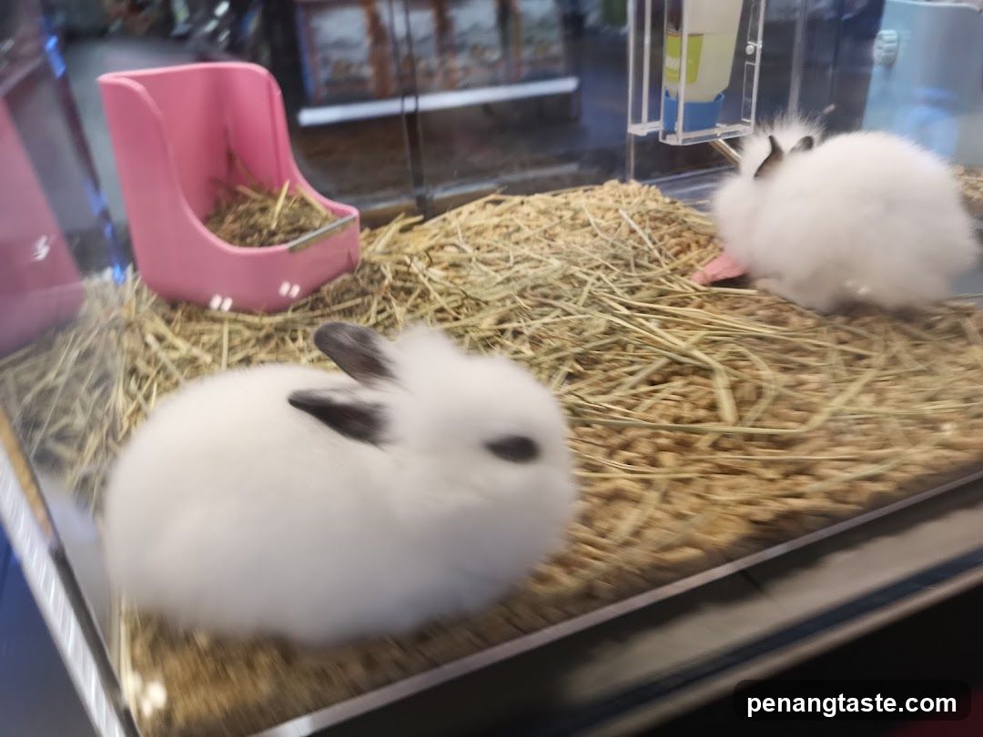 Two fluffy white bunnies in a hay-filled enclosure