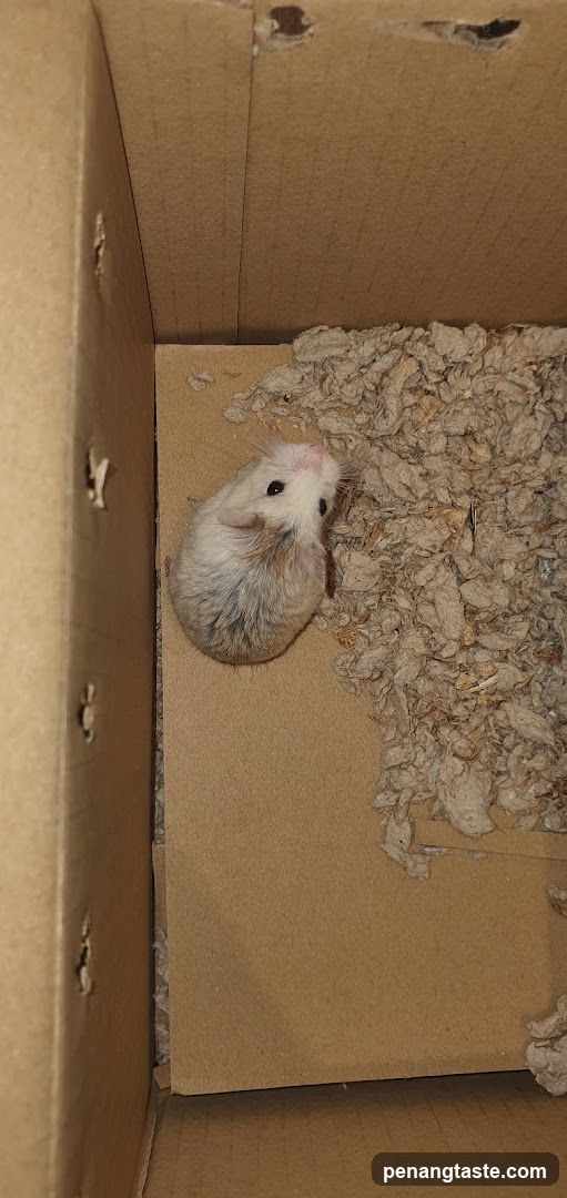 Hamster in a Cardboard Box