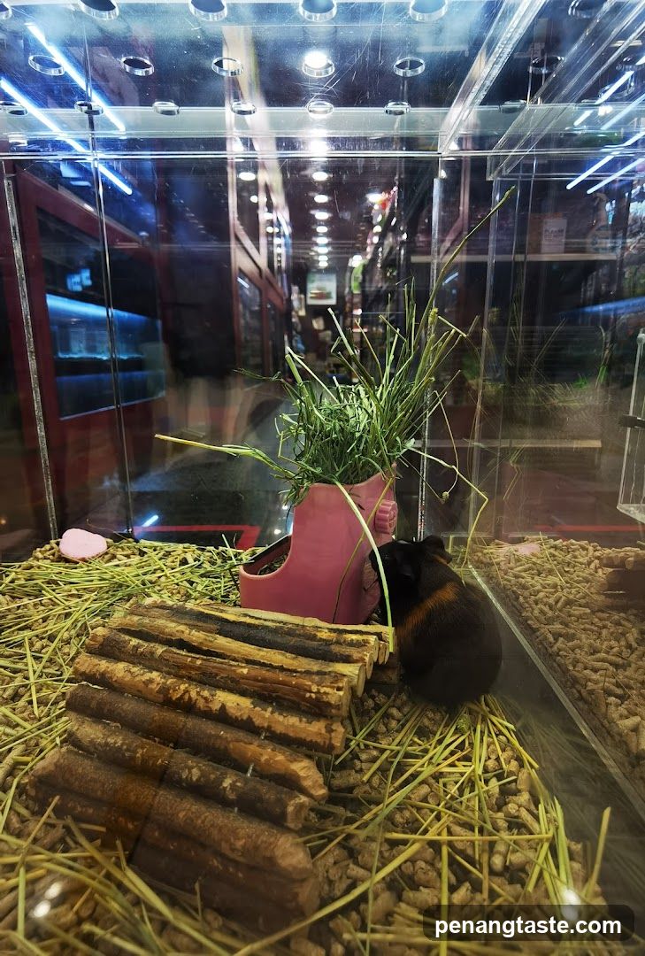 Guinea Pig Habitat