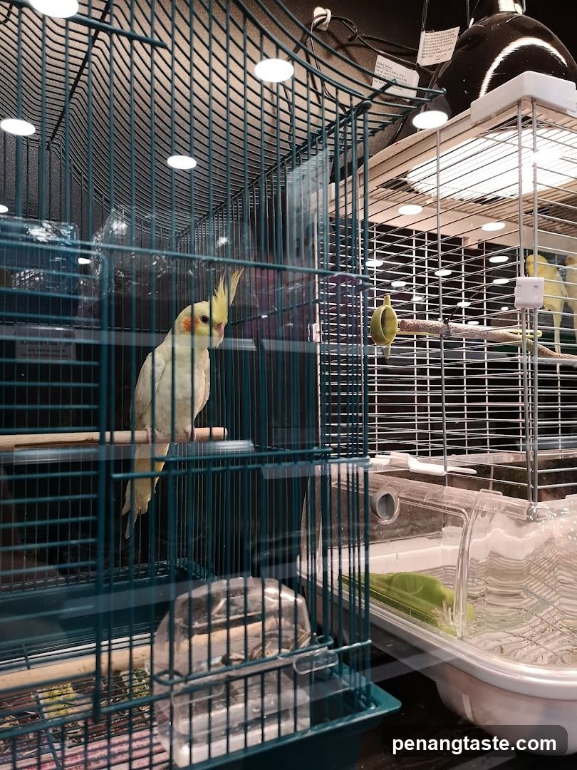 Cockatiel in a cage