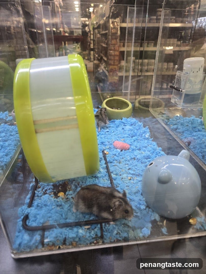 Hamster Habitat