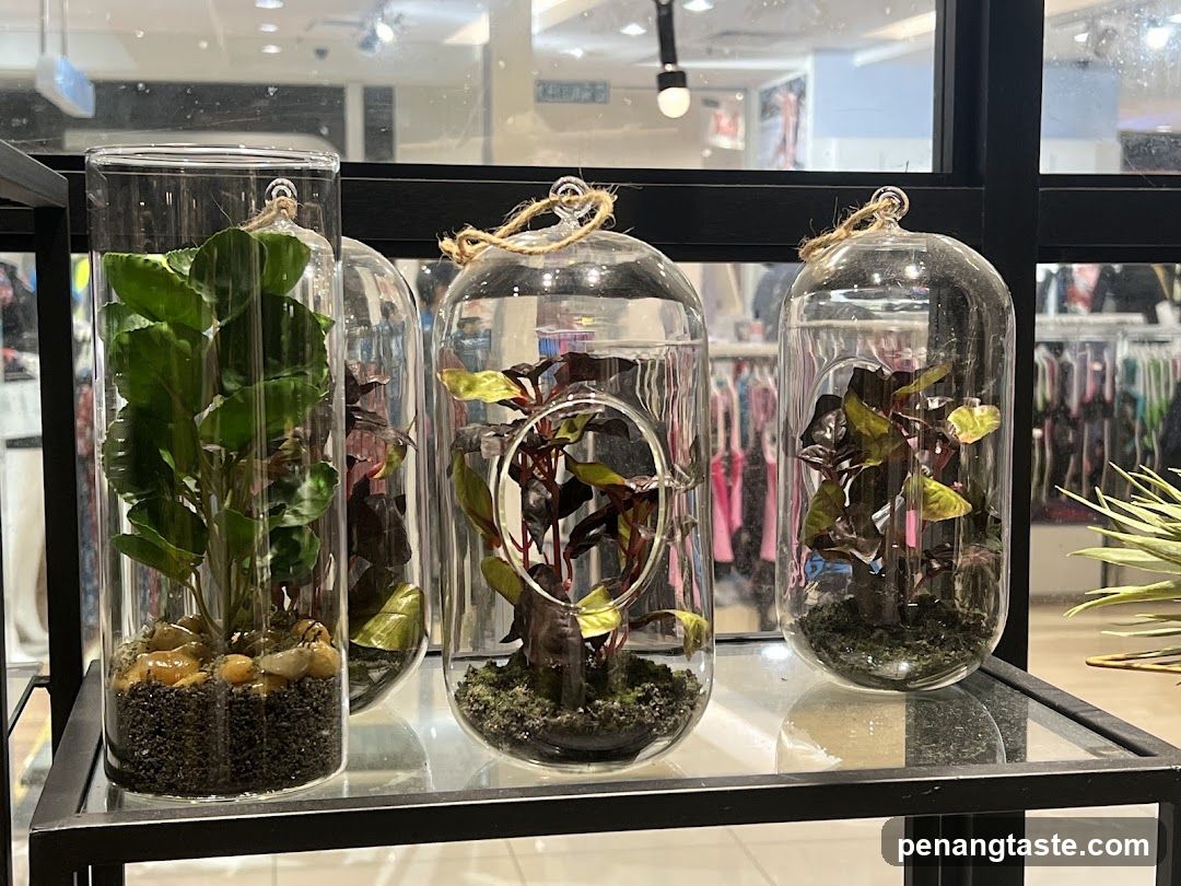 Terrariums with Plants