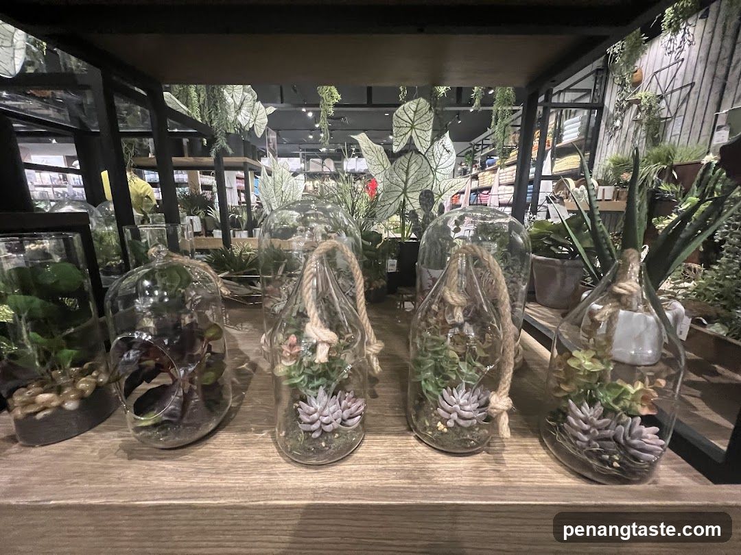Terrariums with Succulents
