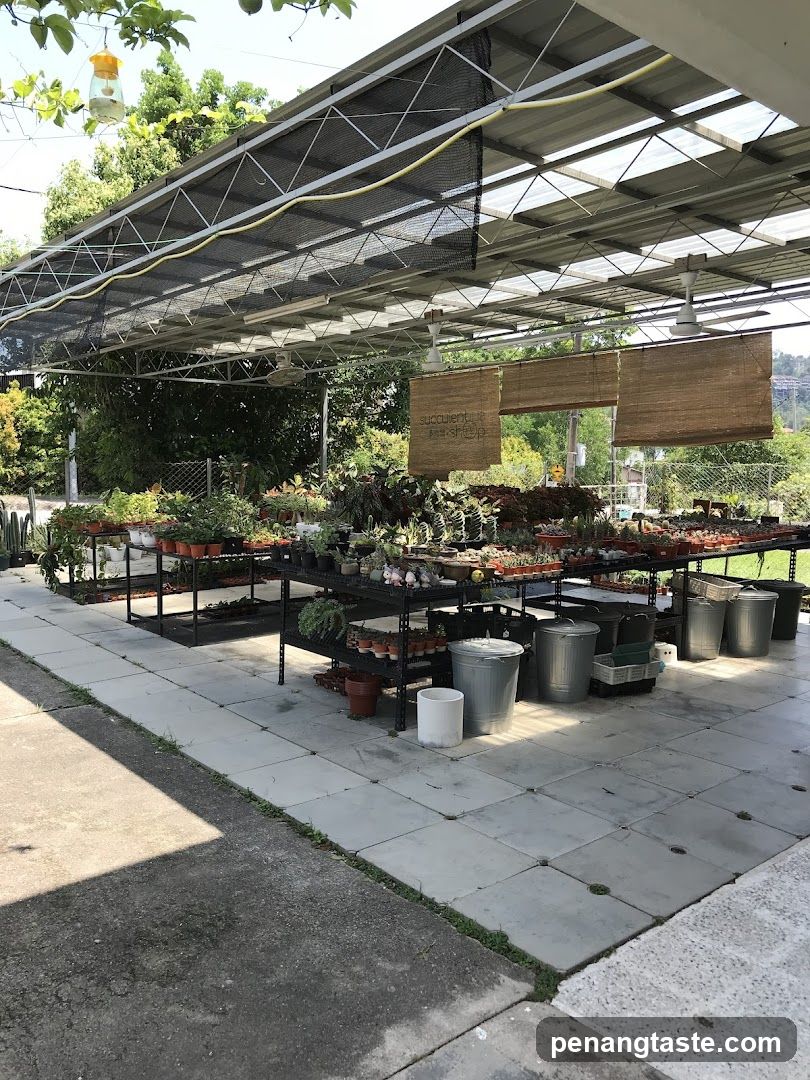 Succulent Shop