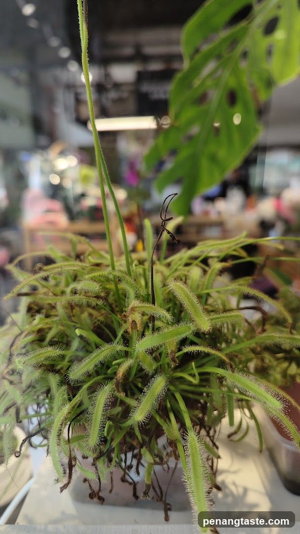 Succulent Shop
