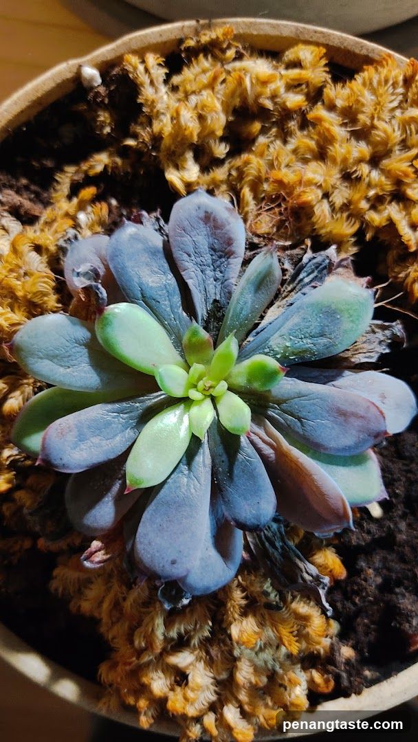 Succulent Plant in Pot