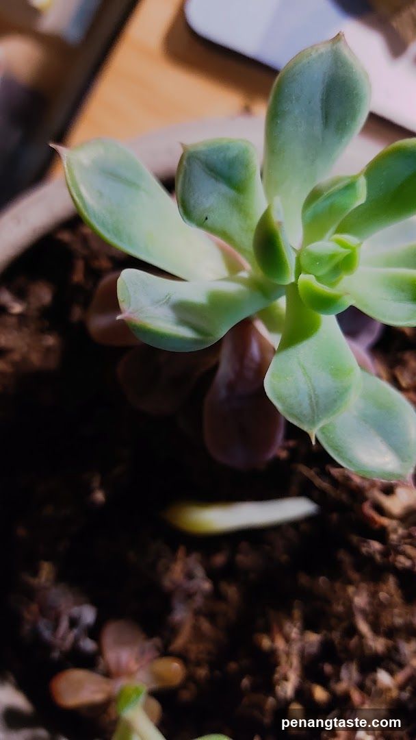 Succulent Plant