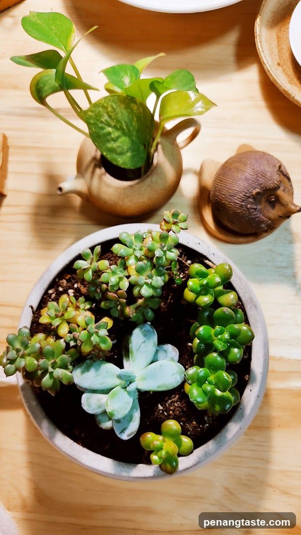 Succulent Arrangement