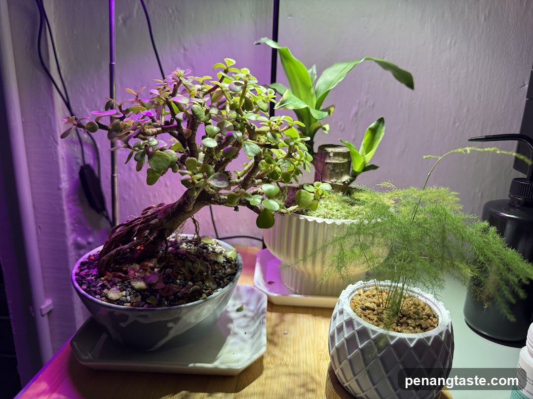 Bonsai and Asparagus Fern