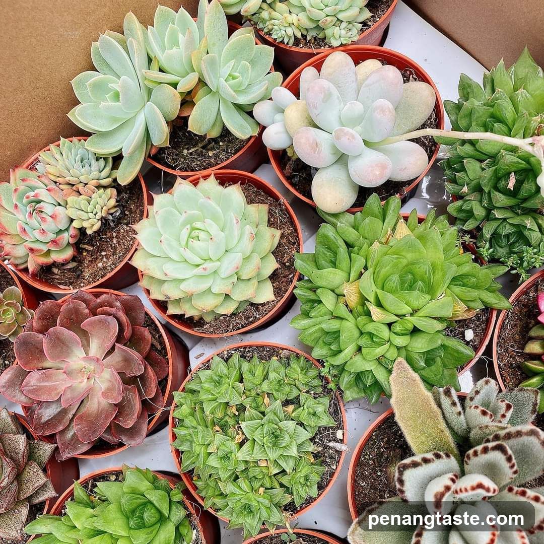 Assortment of Succulents