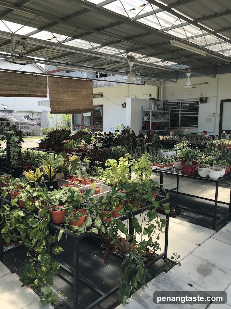 Greenhouse with Potted Plants