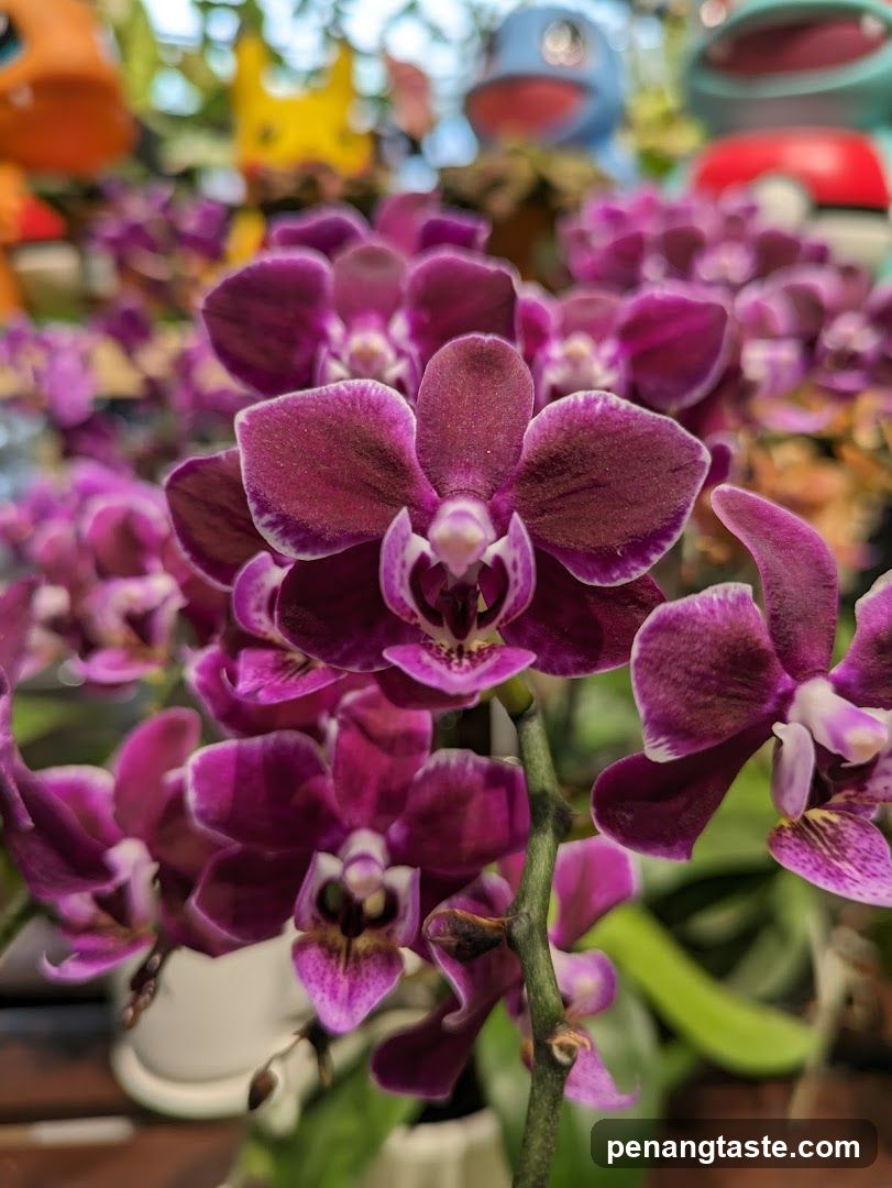 Orchids and Pokemon Figurines