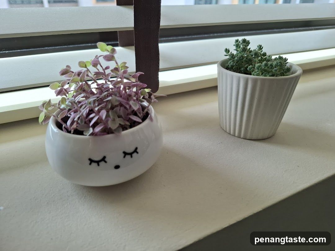 Two Potted Plants on a Windowsill