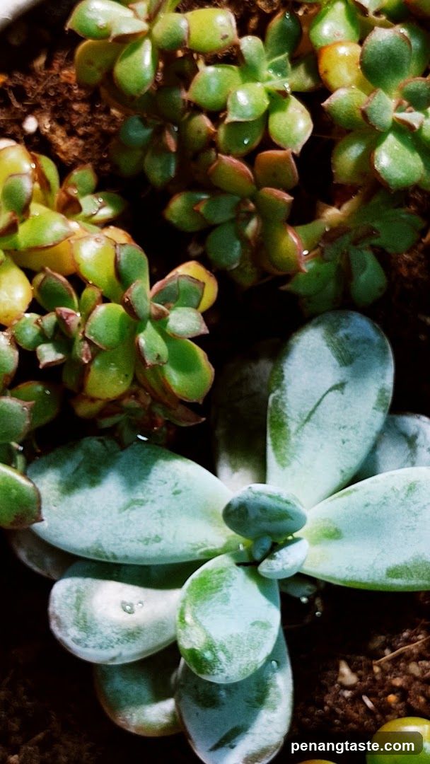 Succulents in Soil