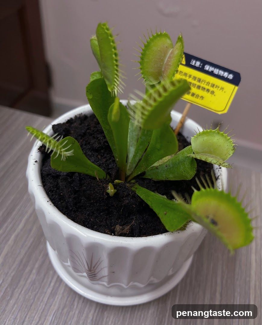 Venus Flytrap Plant