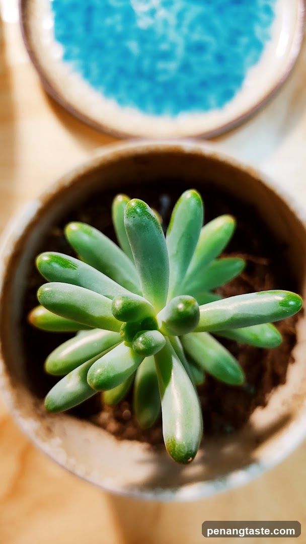 Succulent Plant in Pot