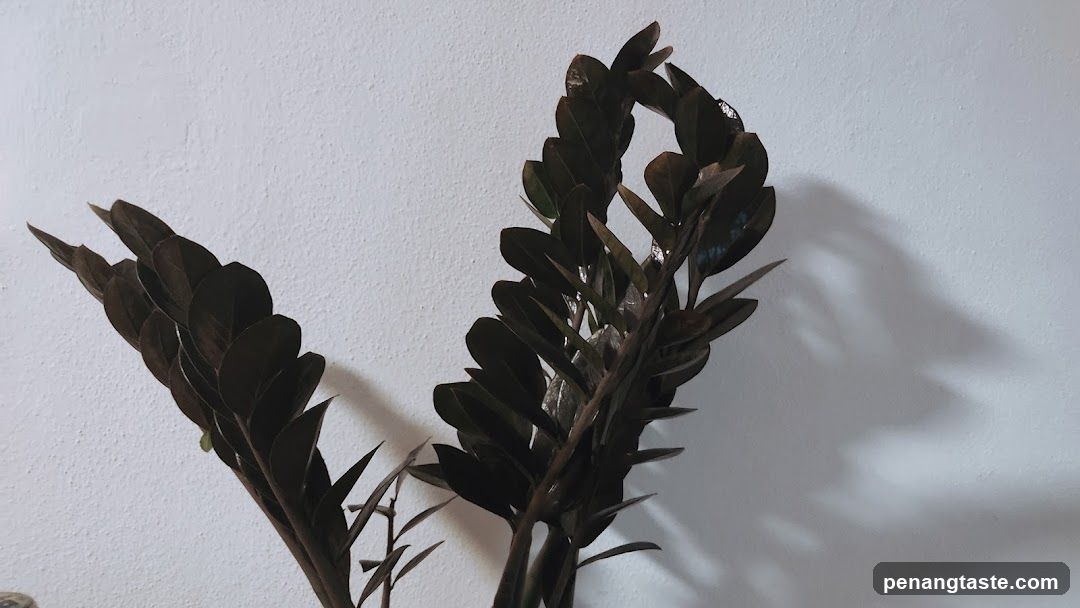 Dark Leafy Plant Against White Wall