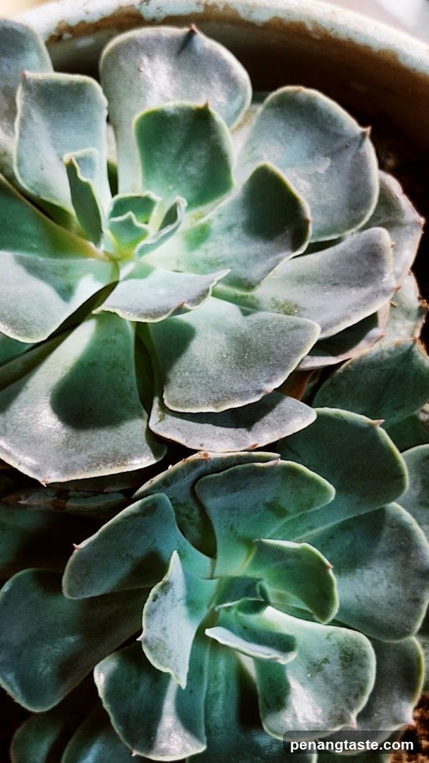 Succulent Plant