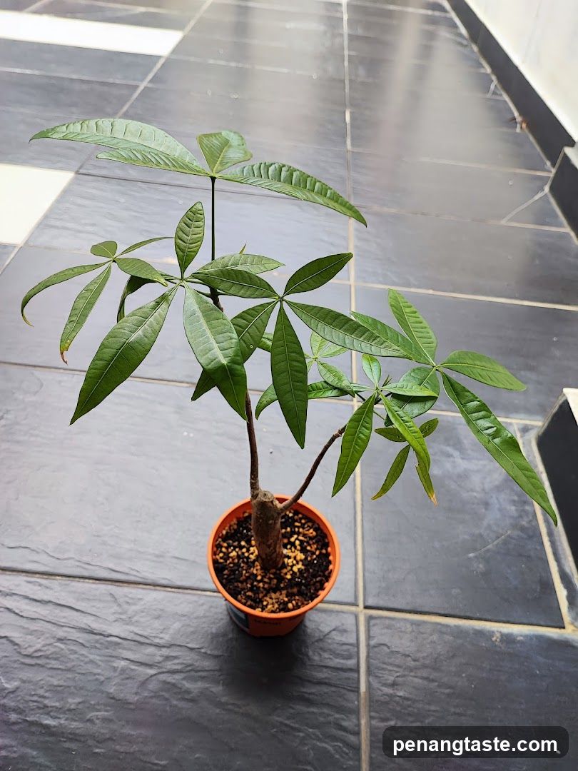 Potted Money Tree