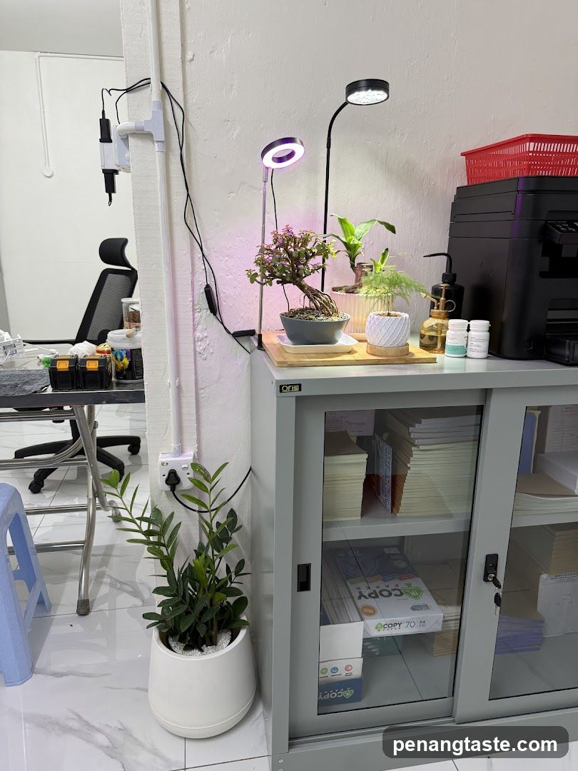 Office Plants and Storage