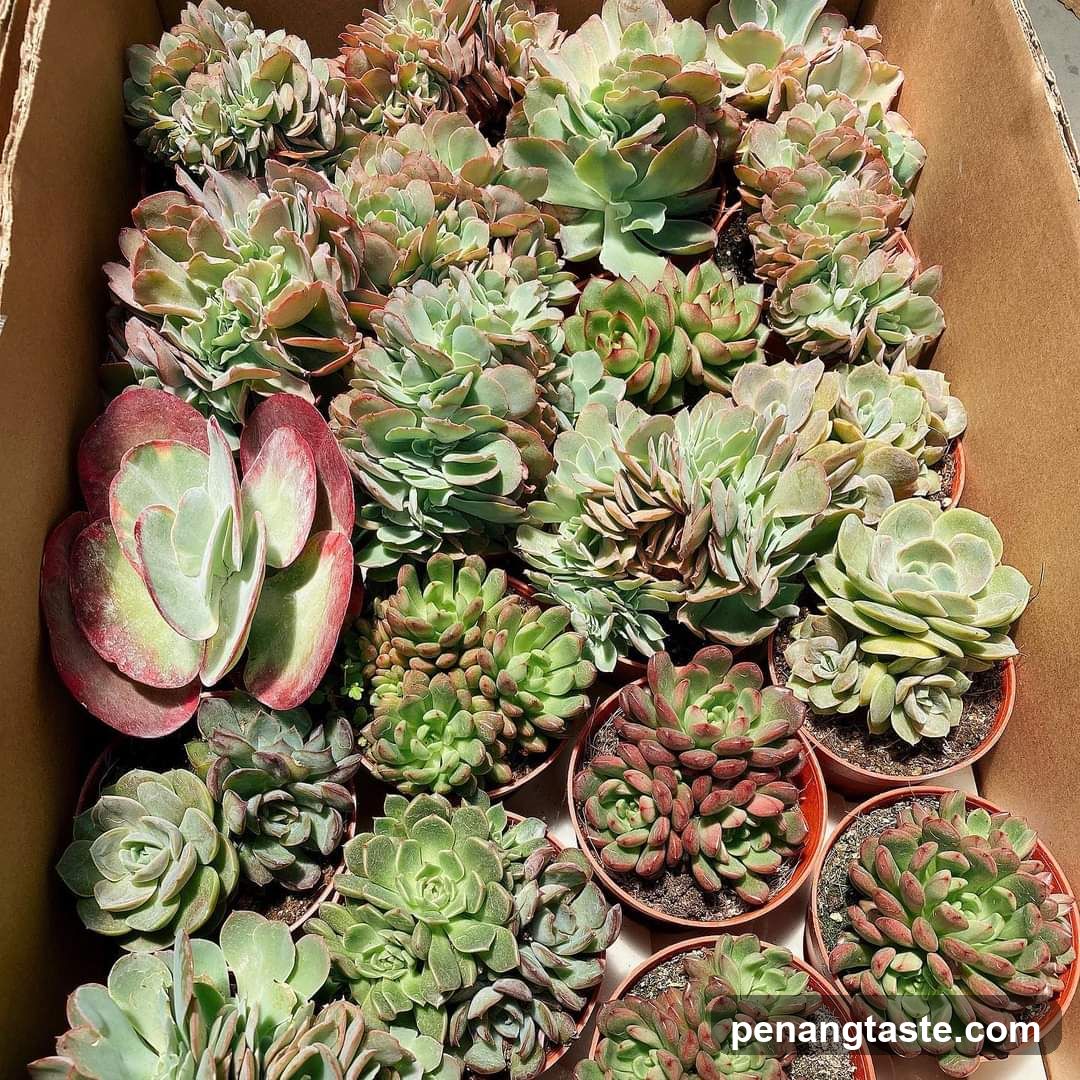 Box of Succulents
