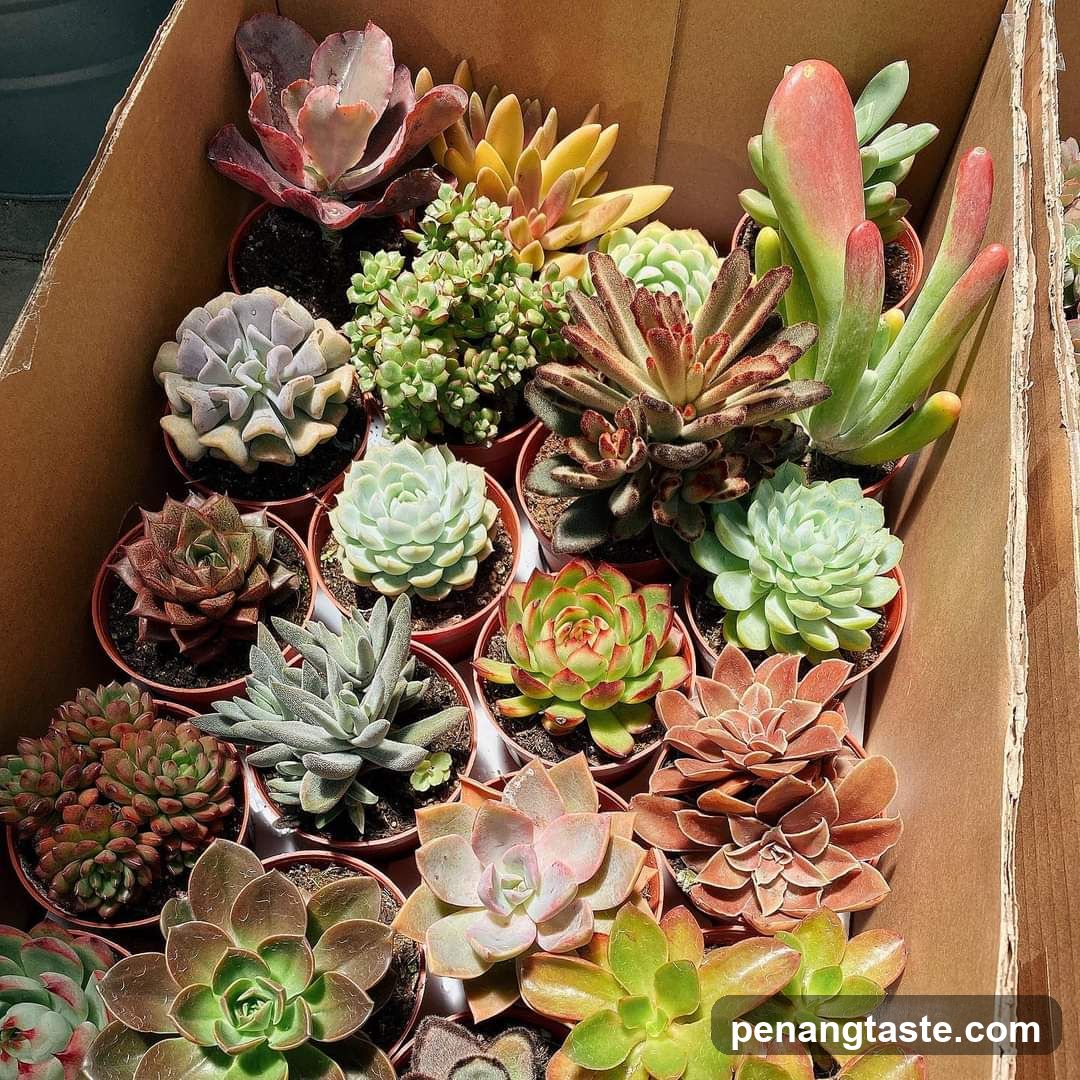 Assortment of Succulents