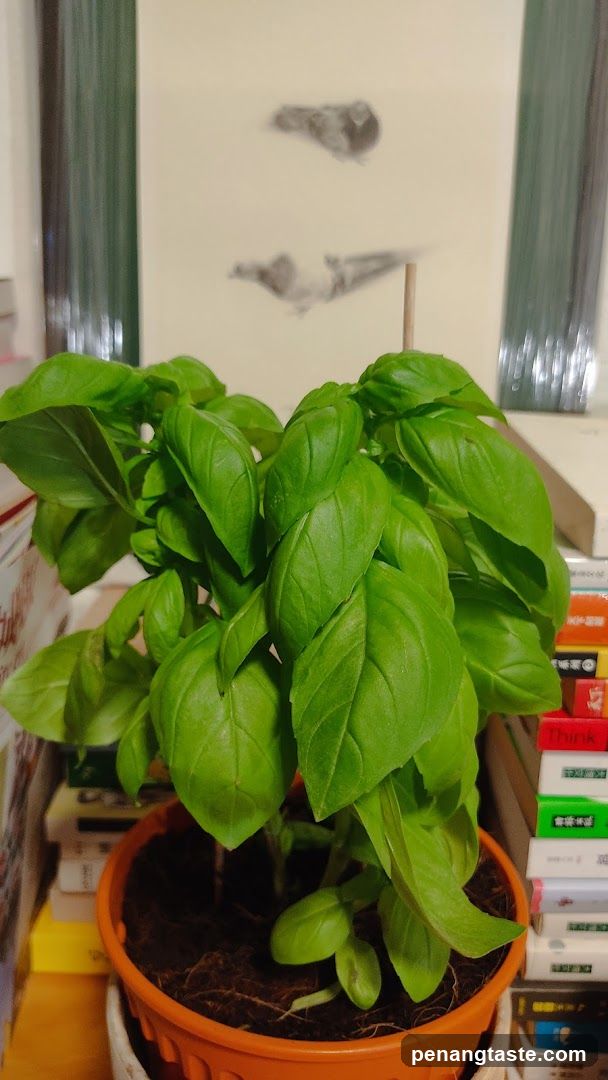 Potted Basil Plant