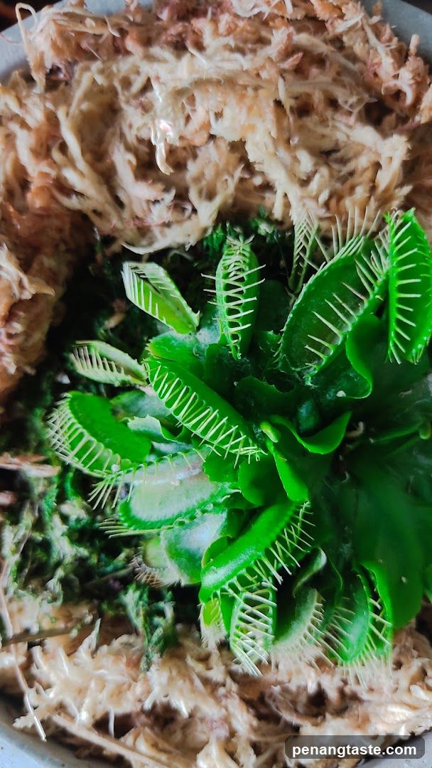 Venus Flytrap Terrarium