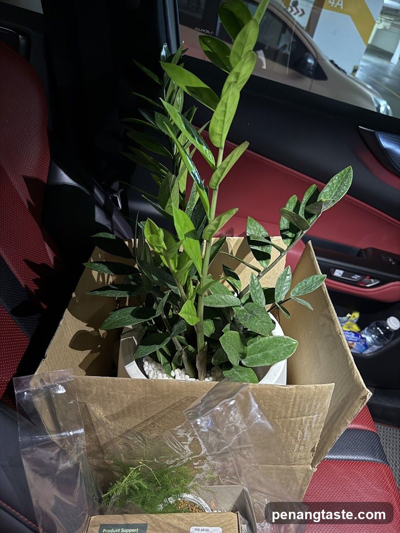 Plants in a Car