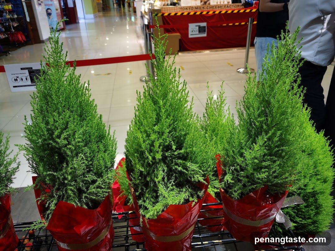 Potted Cypress Trees