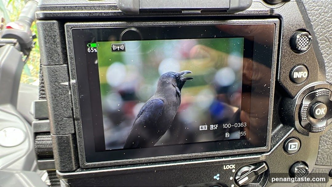 Camera Screen Showing Bird