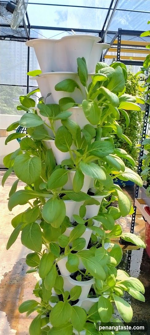 Vertical hydroponic garden in greenhouse