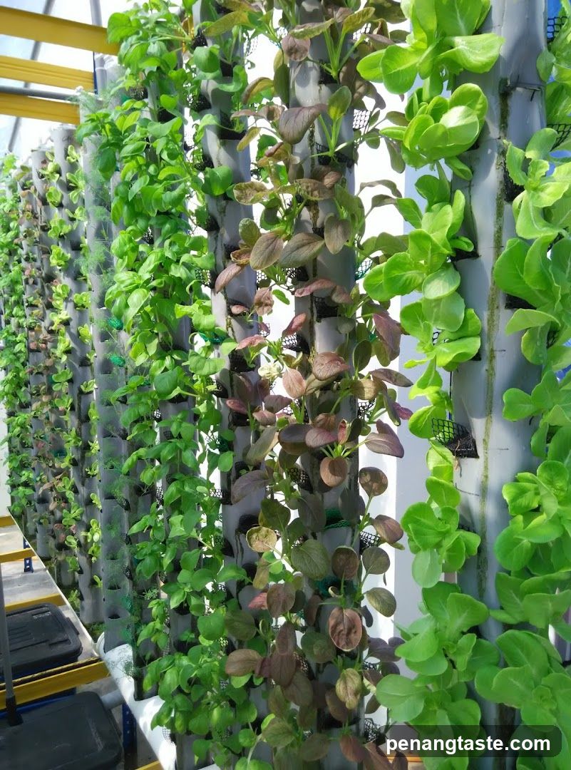 Vertical hydroponic garden