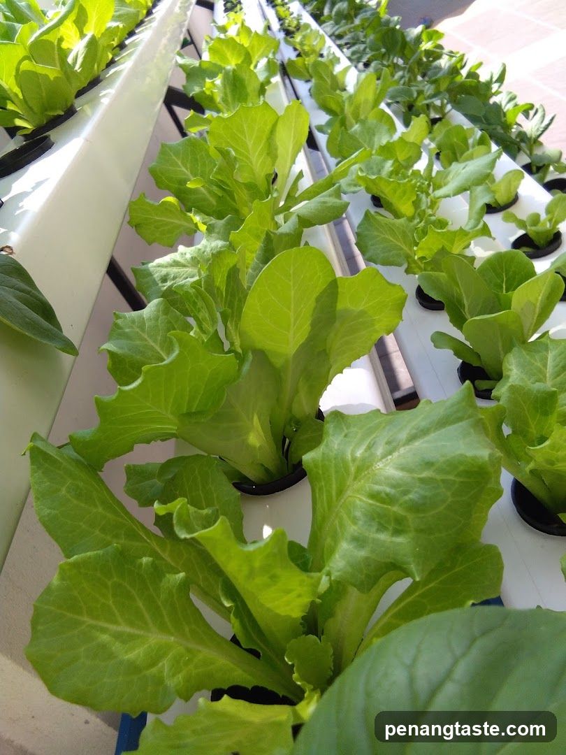 Hydroponic Lettuce Growth
