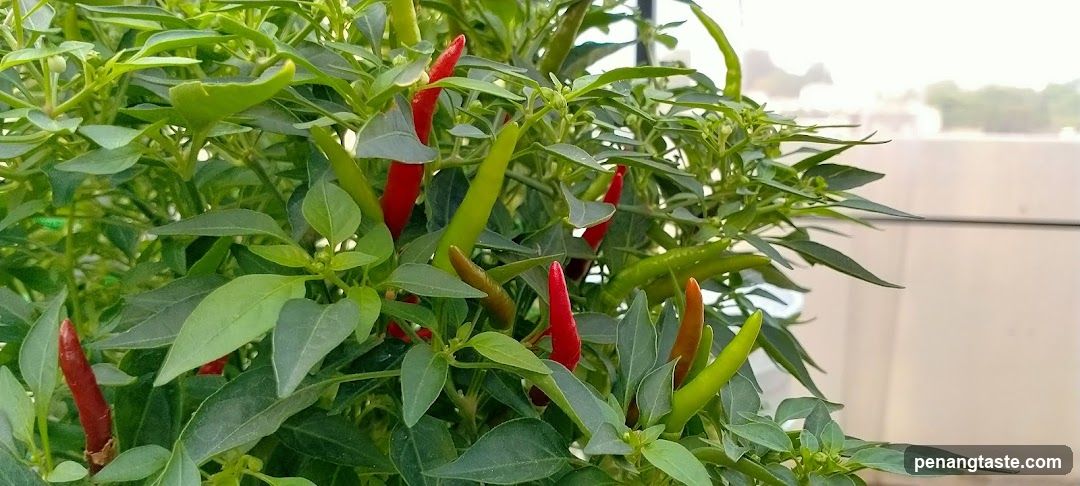 Chili Plant