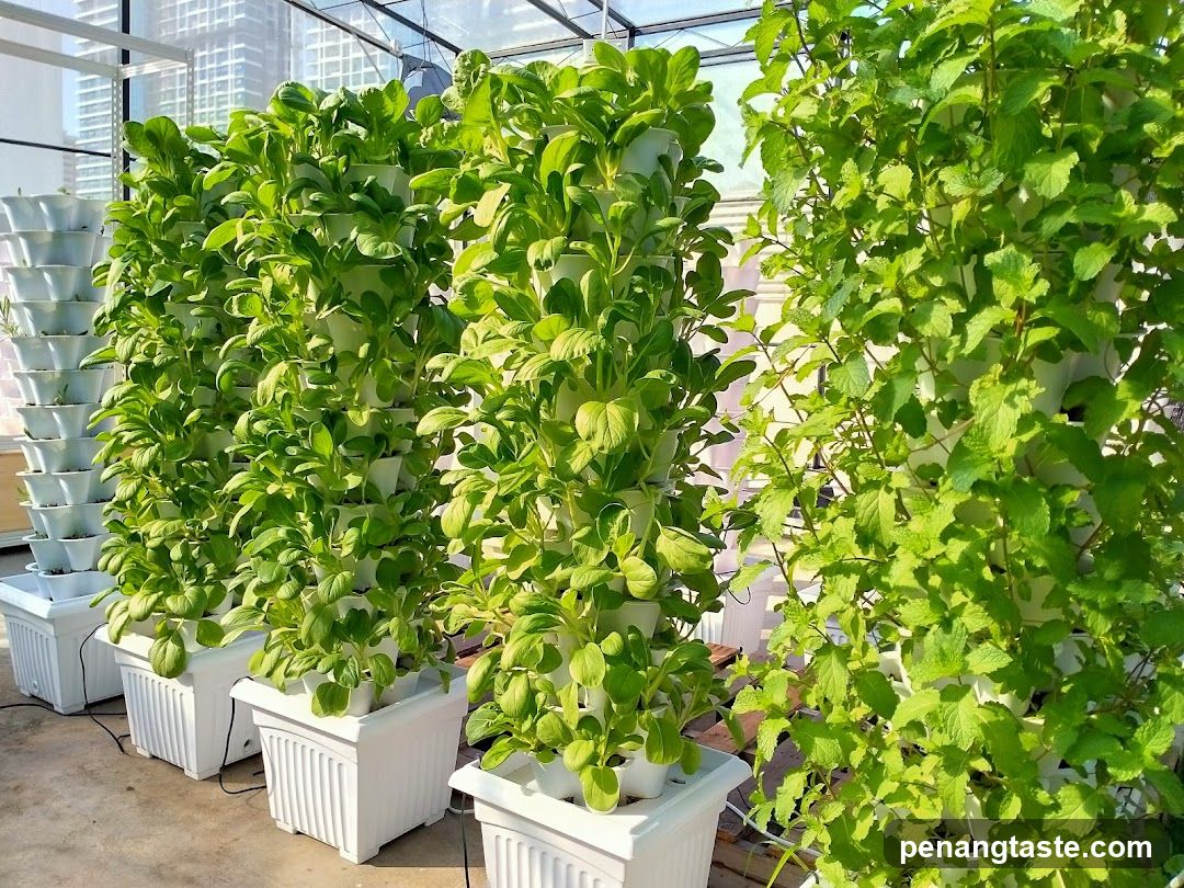 Vertical hydroponic garden inside greenhouse