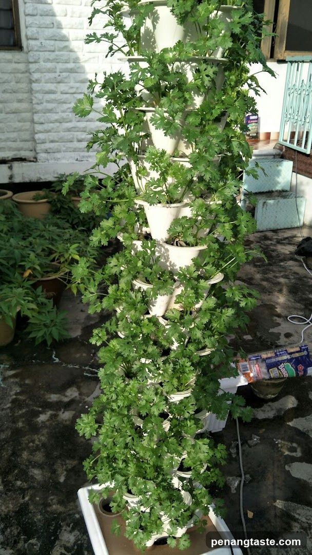 Vertical hydroponic garden