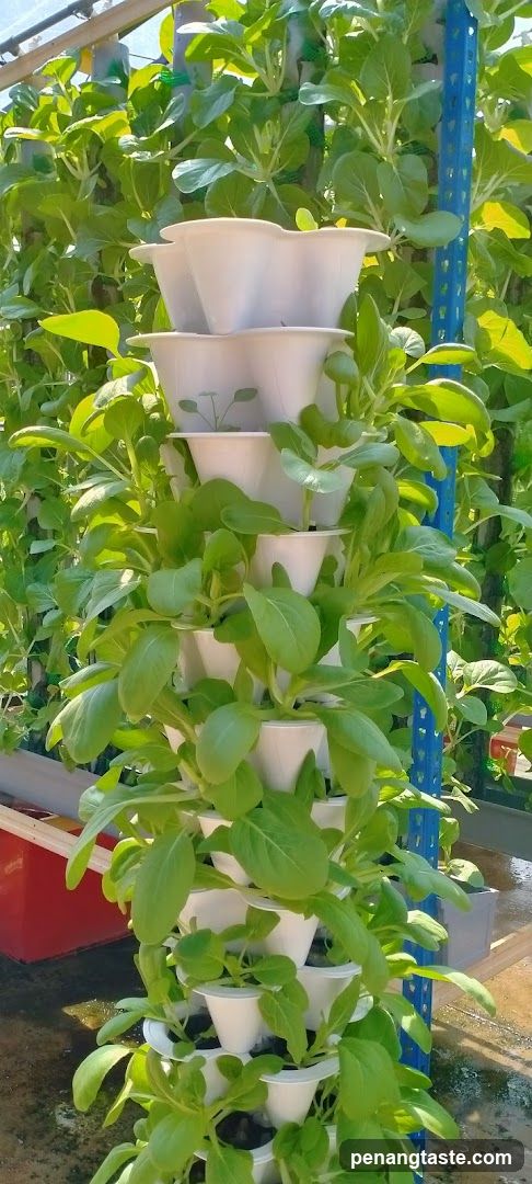 Vertical hydroponic garden
