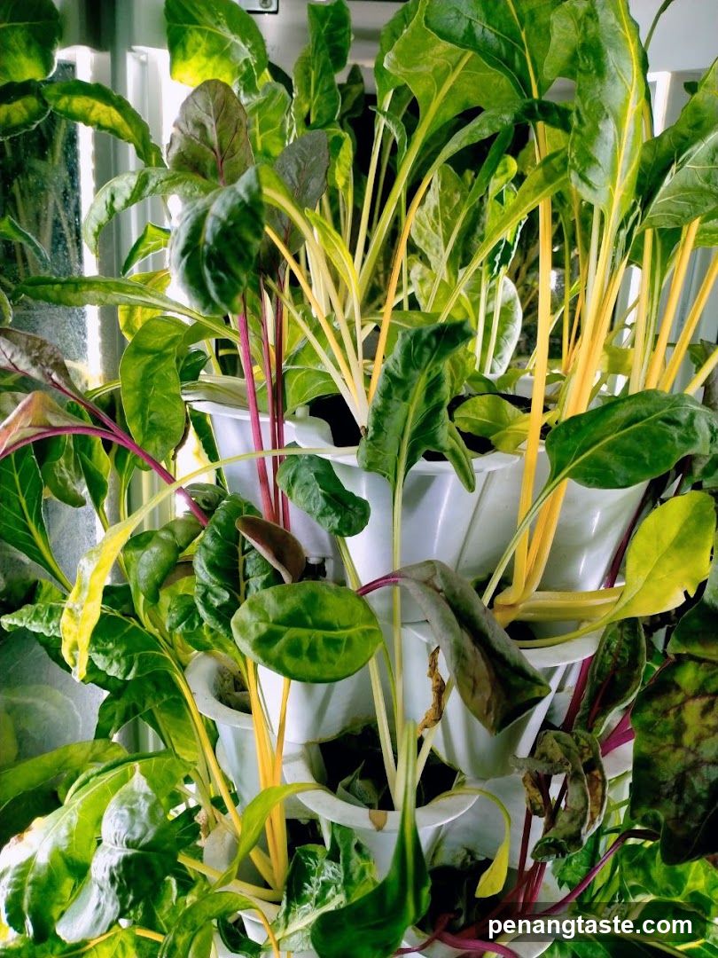 Indoor Plant Display