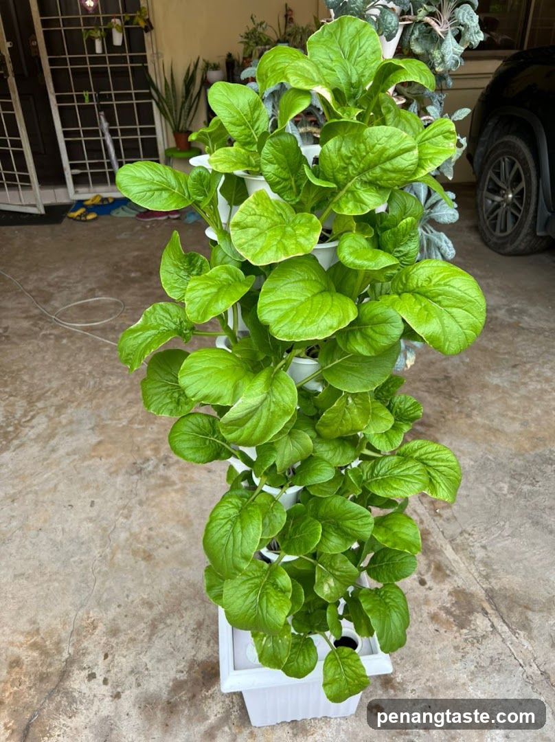 Vertical hydroponic vegetable tower