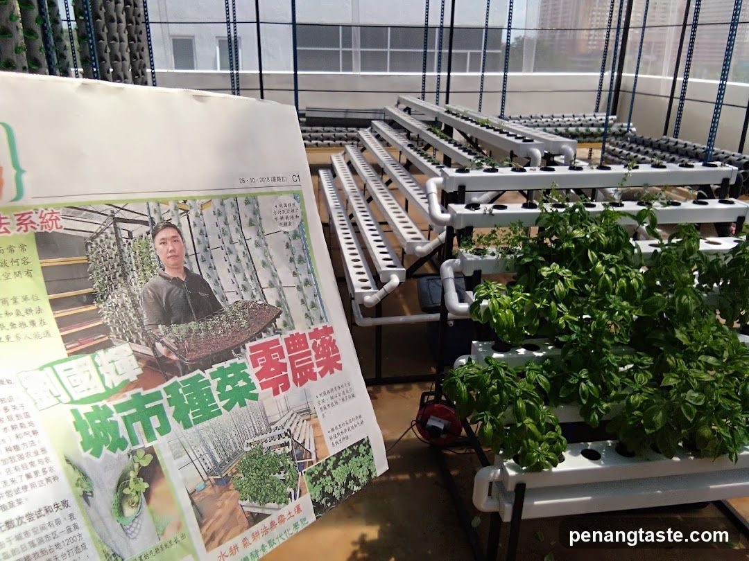 Hydroponic Farm Setup with Newspaper