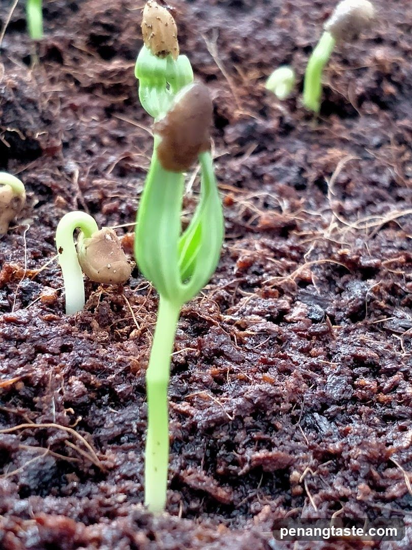 Seedlings emerging from soil