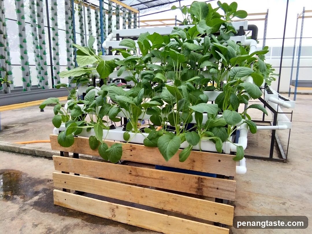 Hydroponic Farm Setup