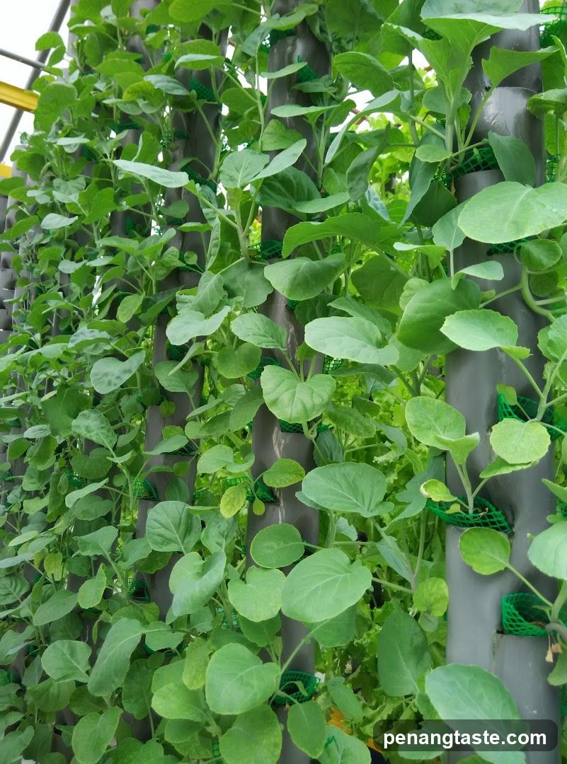 Vertical hydroponic garden