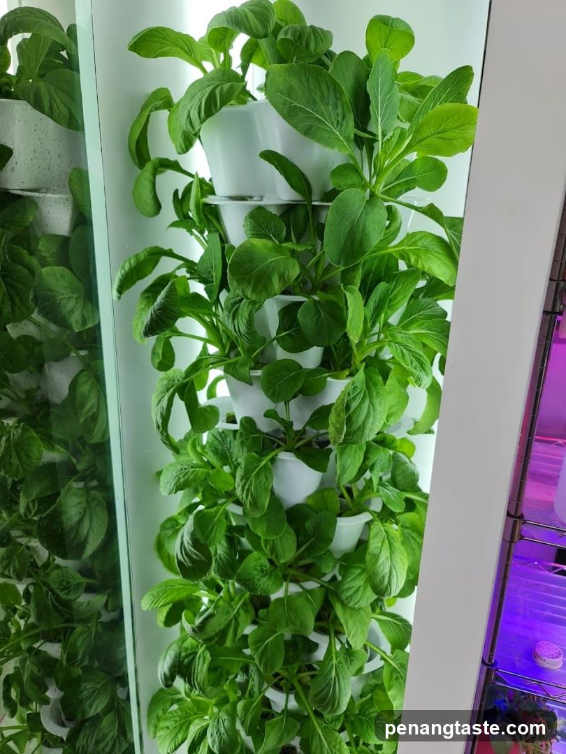 Vertical hydroponic garden