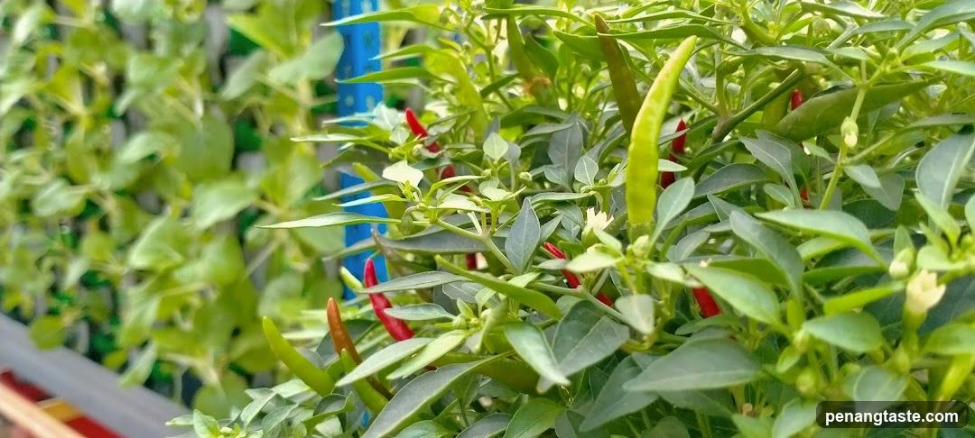 Chili Plant