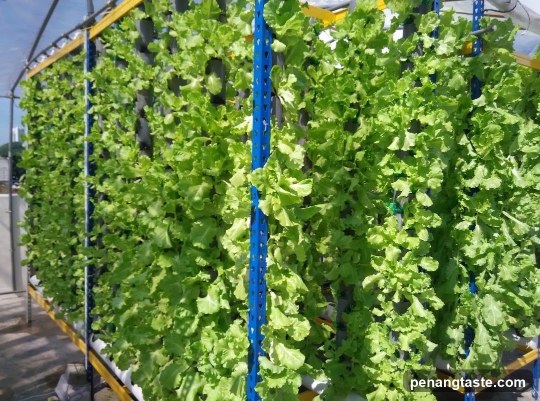 Hydroponic lettuce farm
