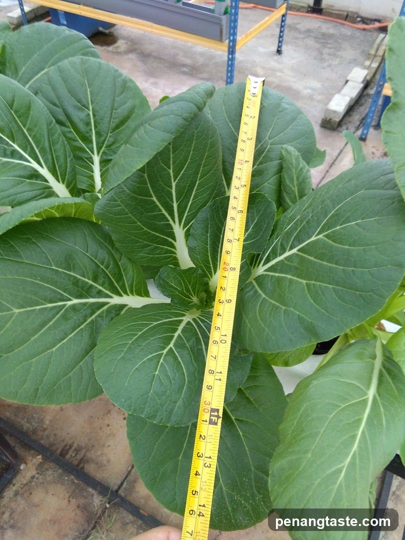 Leafy Vegetable Plant Measurement
