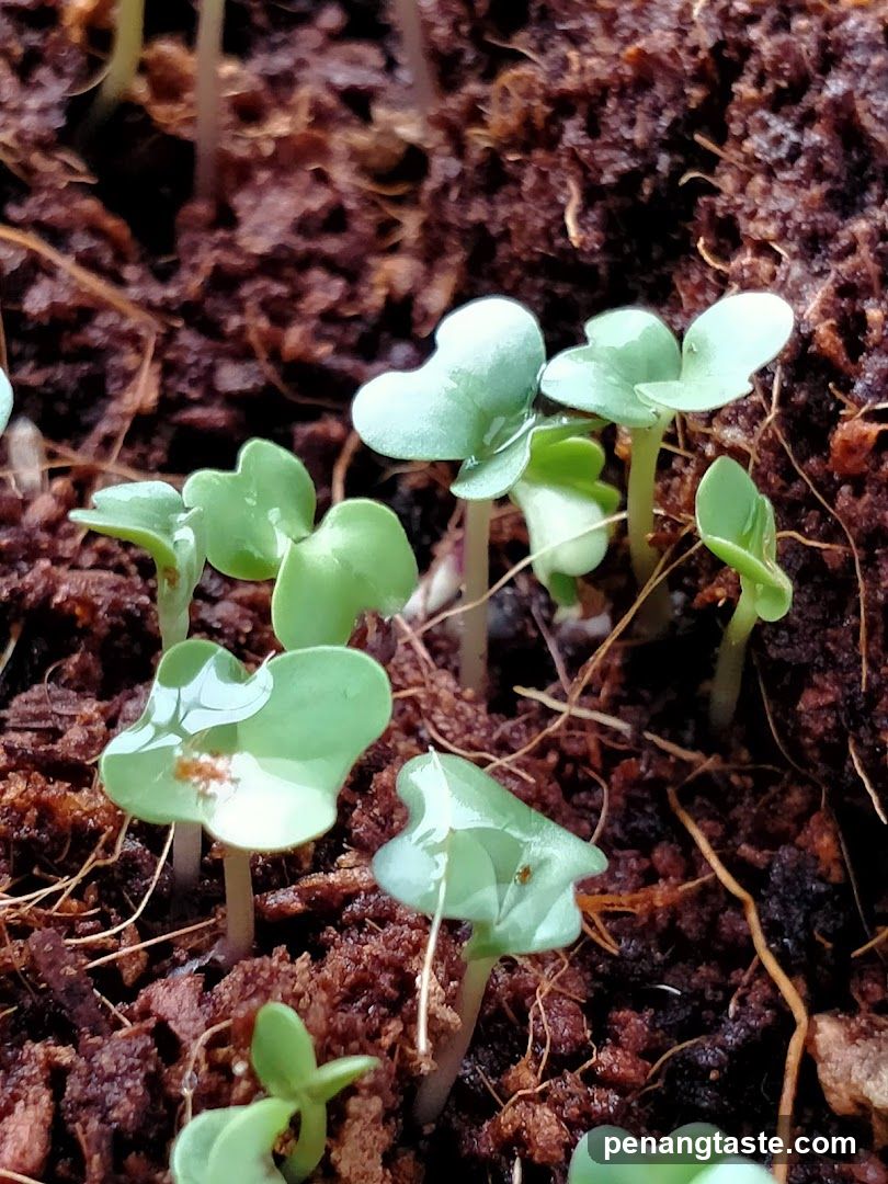 Seedlings in soil