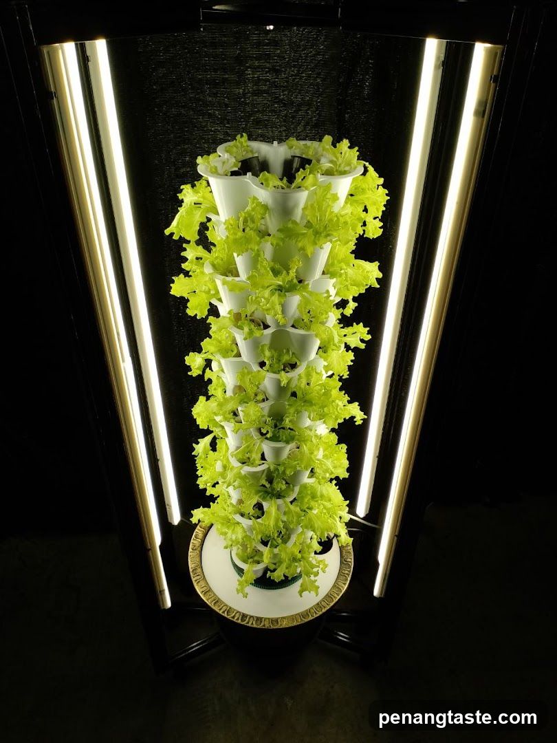 Vertical hydroponic lettuce tower